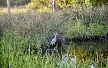 Blue heron perched on a log in the water. Tall grass is surrounding the water.