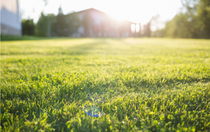 Green lawn at home